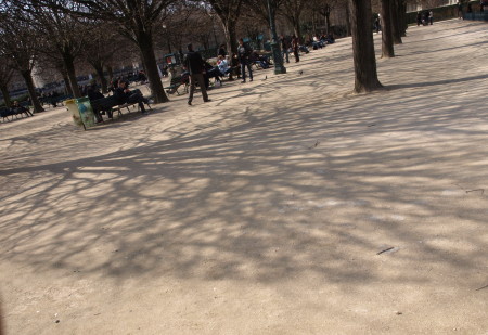 Shorn leafless trees on the grounds of Notre Dame make beautiful shadows